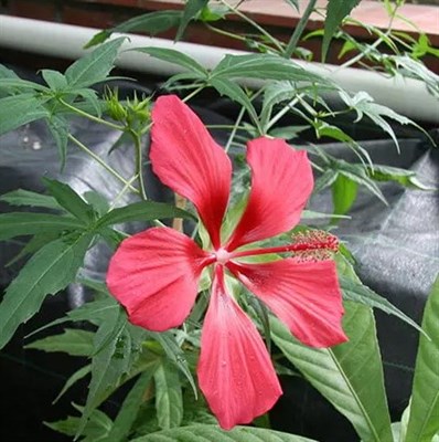 Hibiscus Coccineus