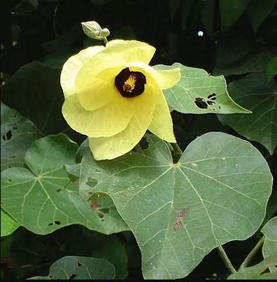 Hibiscus Tiliaceus