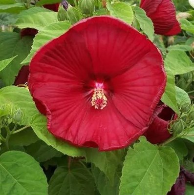 Hibiscus Luna Red