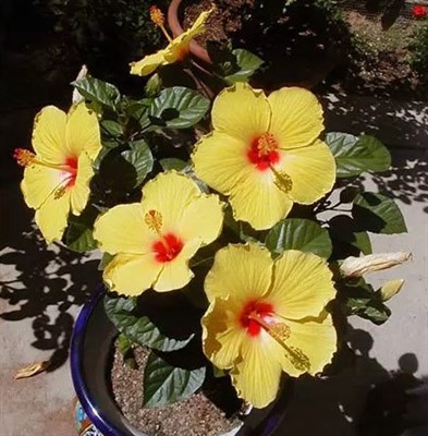 Hibiscus Exuberance