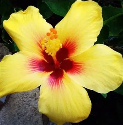 Hibiscus Beach Beauty