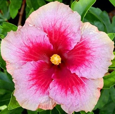 Hibiscus Secret Heart