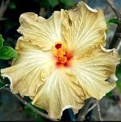Hibiscus Champagne