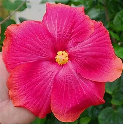 Hibiscus Aphrodite