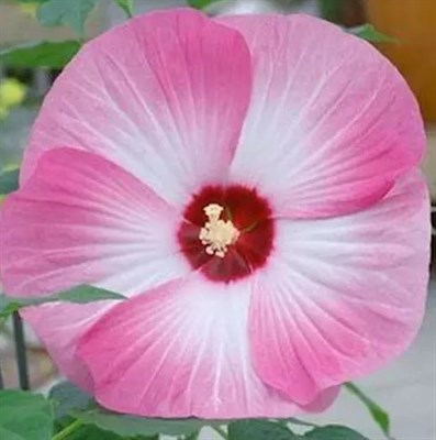 Hibiscus Luna Pink Swirl