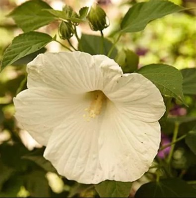 Hibiscus Blue River II
