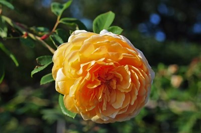 Rose Teasing Georgia Seeds
