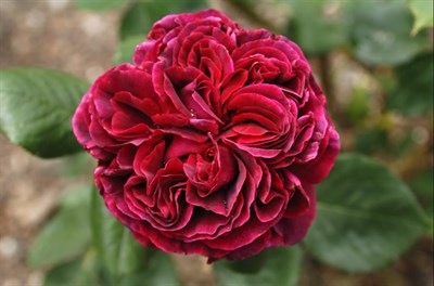 Rose Falstaff Seeds