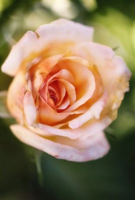 Rose Tahitian Sunset Seeds