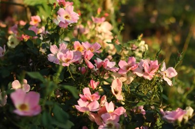 Rose Rainbow Knockout Seeds