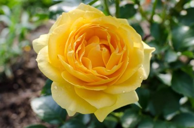 Rose Julia Child Seeds
