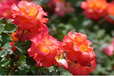 Rose Mardi Gras Seeds