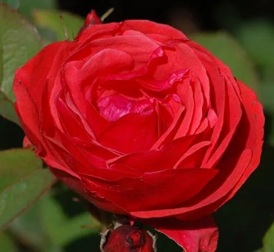 Rose Morden Fireglow Seeds