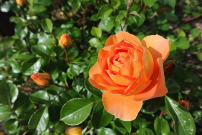 Rose Pat Austin Seeds