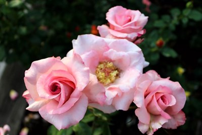 Ros Hybrid Tea Elle Seeds