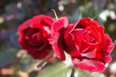 Rose Frankly Scarlet Seeds