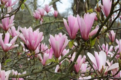 Lily Magnolia Flower Tree Seeds
