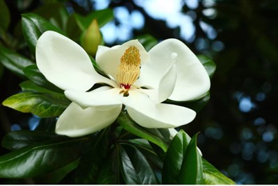 Sweetbay Magnolia Flower Tree Seeds