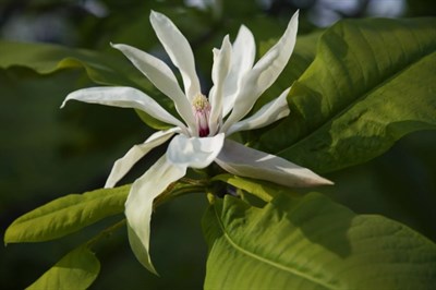 Umbrella Magnolia Flower Tree Seeds