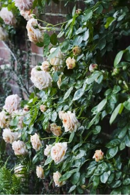 Alchymist Climbing Rose Seeds