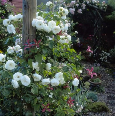 Clarence House Climbing Rose Seeds