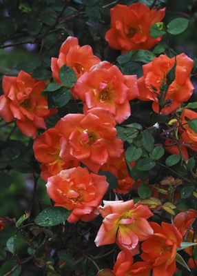 Warm Welcome Climbing Rose Seeds