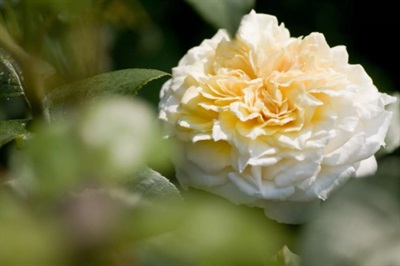 Rose Fair Bianca Seeds