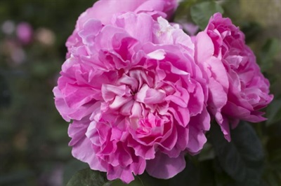 Rose Mary English Seeds