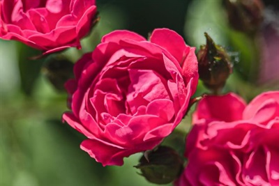 Rose Sir John Betjeman Seeds