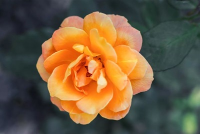 Rose Crown Princess Margareta Seeds