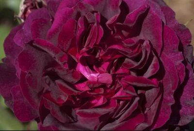 Rose Munstead Wood Seeds