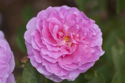 Rose The Mayflower Seeds