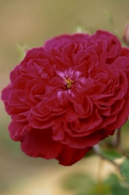 Rose William Shakespeare Seeds
