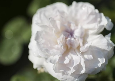 Rose Winchester Cathedral Seeds