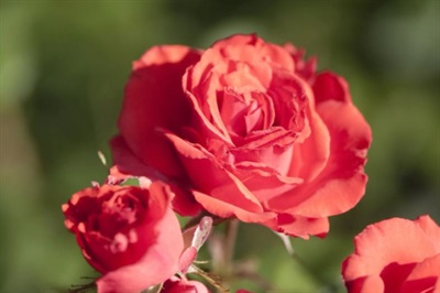 Rose Impatient Seeds