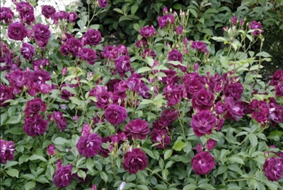 Rose Burgundy Ice Seeds