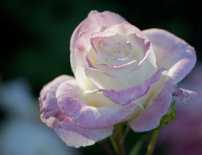 Rose Summer Fashion Seeds