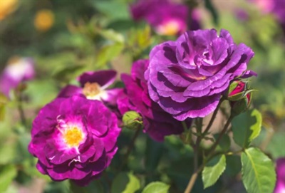 Rose Rhapsody in Blue Seeds