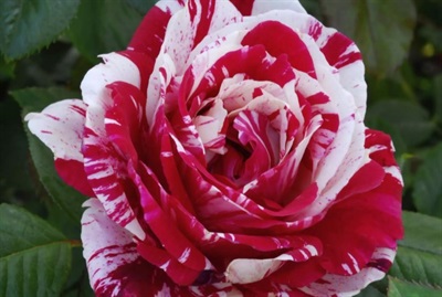 Rose Scentimental Seeds