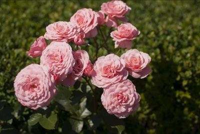 Rose Sexy Rexy Seeds