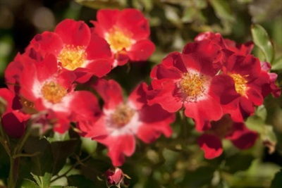 Rose Eye Paint Seeds