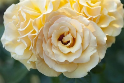 Rose Monkey Business Seeds