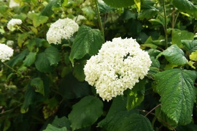 Hydrangea Incrediball Flower Seeds