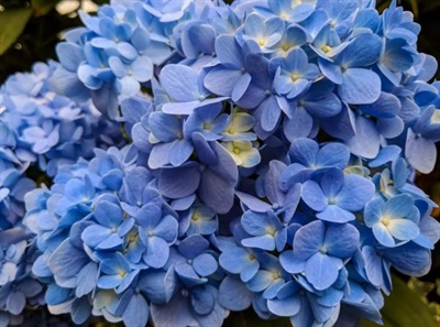 Hydrangea Nikko Blue Flower Seeds