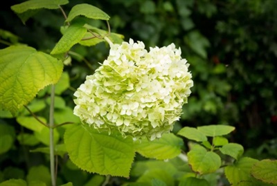 Hydrangea Limelight Flower Seeds