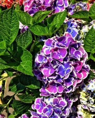 Hydrangea Cityline Mars Flower Seeds