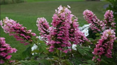 Hydrangea Gatsby Pink Flower Seeds