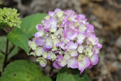 Hydrangea BloomStruck Flower Seeds