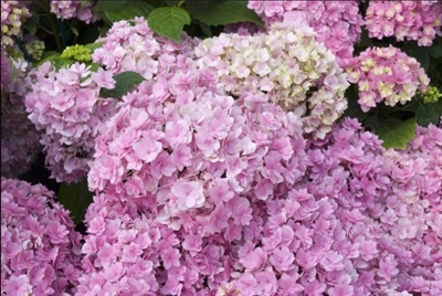Hydrangea You and Me Together Seeds