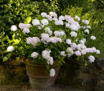 Hydrangea Madame Emile Seeds